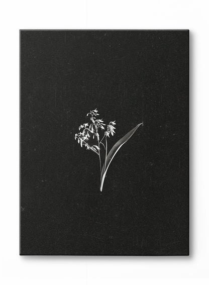 Petals in the Dark, Poster